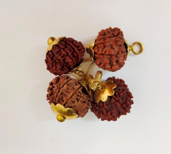 9-Mukhi Rudraksha Nepal