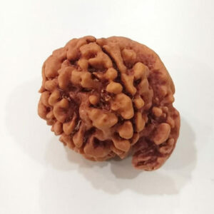 Ganesh Rudraksha Nepal