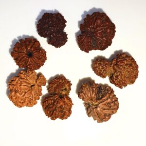 Garbh Gauri Rudraksha Nepal