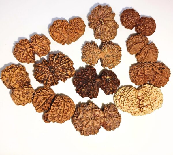Gauri Shankar Rudraksha Nepal
