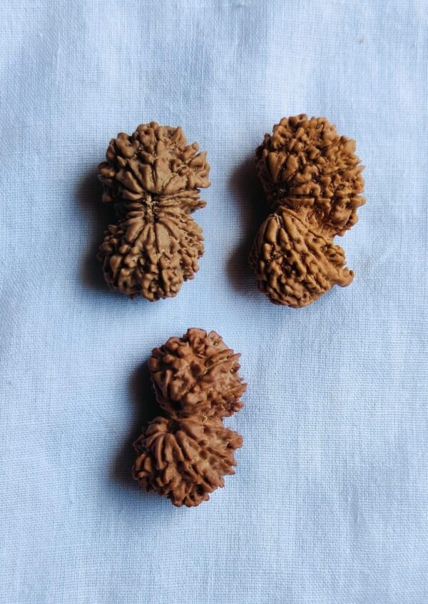 Gauri Shankar Rudraksha Nepal - Image 4