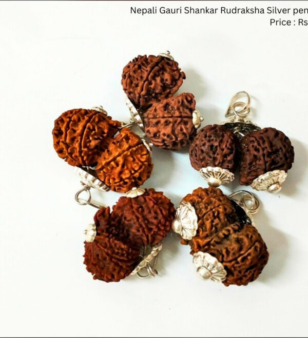 Gauri Shankar Rudraksha Nepal - Image 5