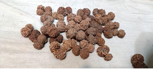Gauri Shankar Rudraksha Nepal - Image 3