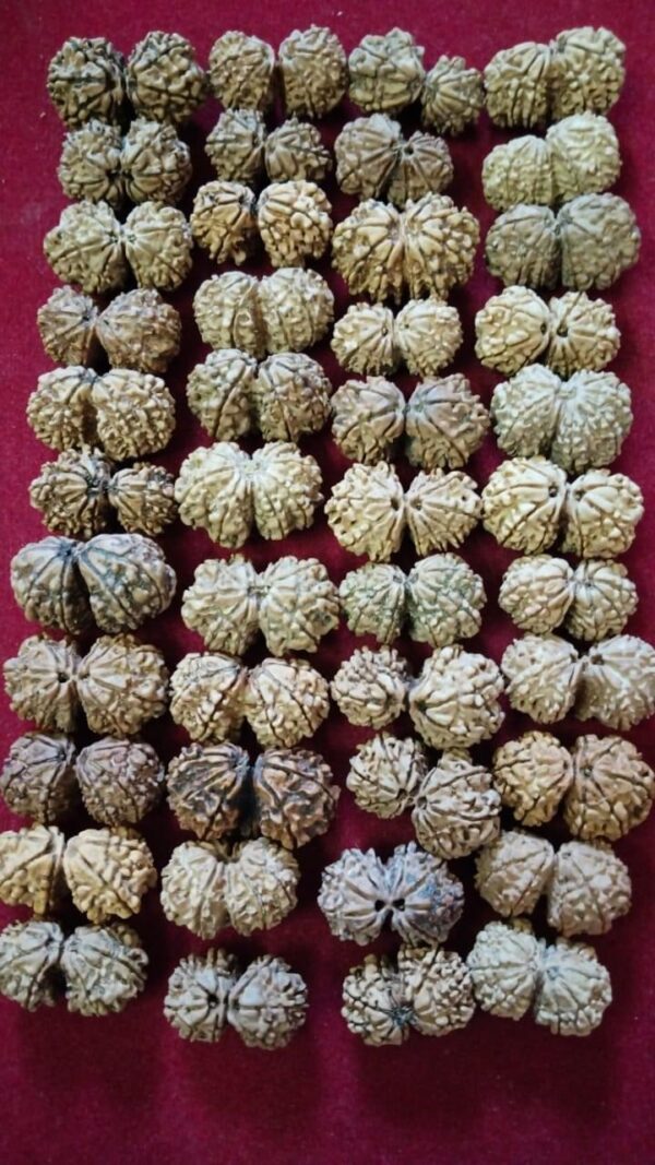 Gauri Shankar Rudraksha Nepal - Image 6