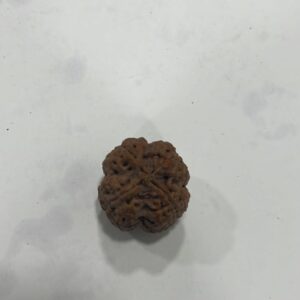 Gupt Mukhi Rudraksha Nepal