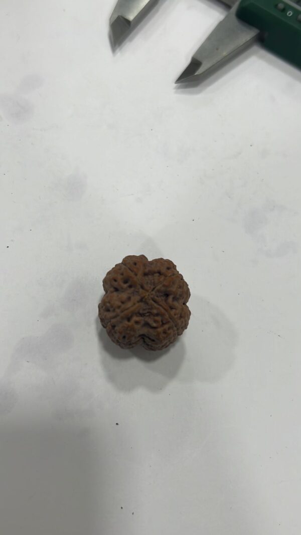 Gupt Mukhi Rudraksha Nepal