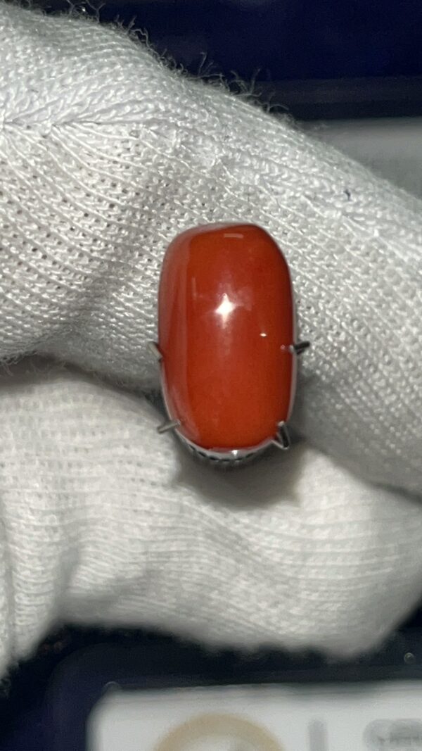 Italian Moonga Red Coral
