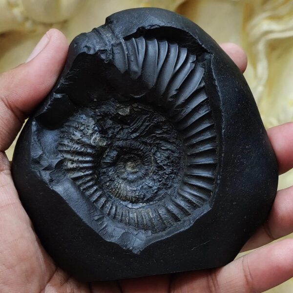 Shree Hari Shaligram